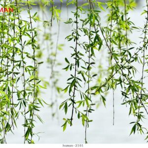 tranh-dan-tuong-can-tho-human-2101