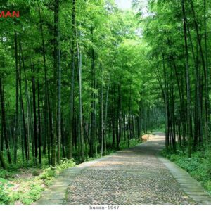 Tranh dán tường Cần Thơ 1047