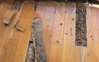 Xử lý sàn gỗ Cần Thơ bị mối mọt